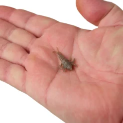 Gulp! Alive!® Stonefly