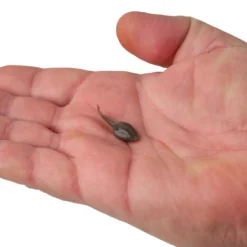 Gulp! Alive!® Tadpole