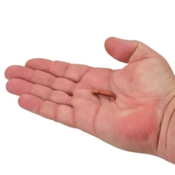 Gulp!® Floating Pinched Crawler