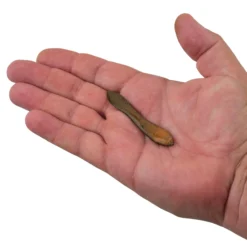 Gulp!® Leech