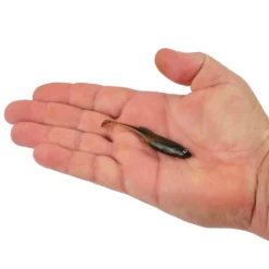 PowerBait® Drip Swimmer