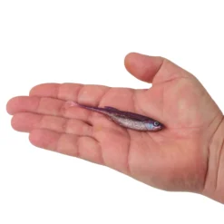 PowerBait® Drip Swimmer