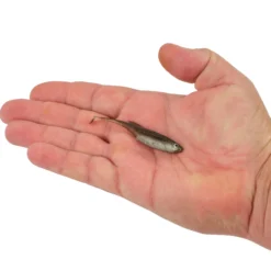 PowerBait® Drip Swimmer