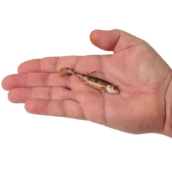 PowerBait® Minnotator