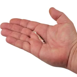 PowerBait® Ripple Shad
