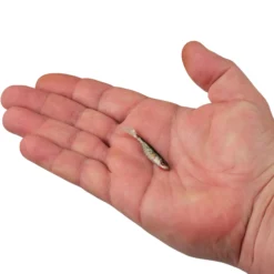 PowerBait® Ripple Shad