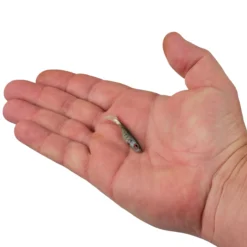 PowerBait® Ripple Shad