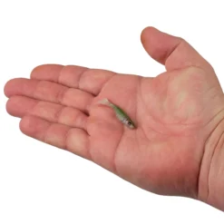 PowerBait® Ripple Shad