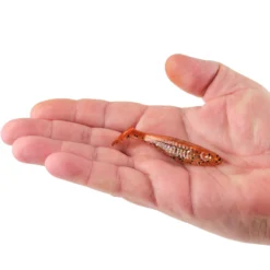 PowerBait® Saltwater The Champ Swimmer