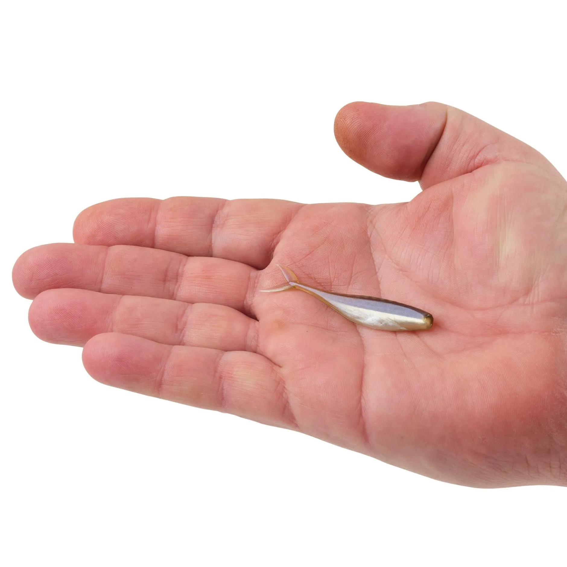 PowerBait® The Champ Minnow